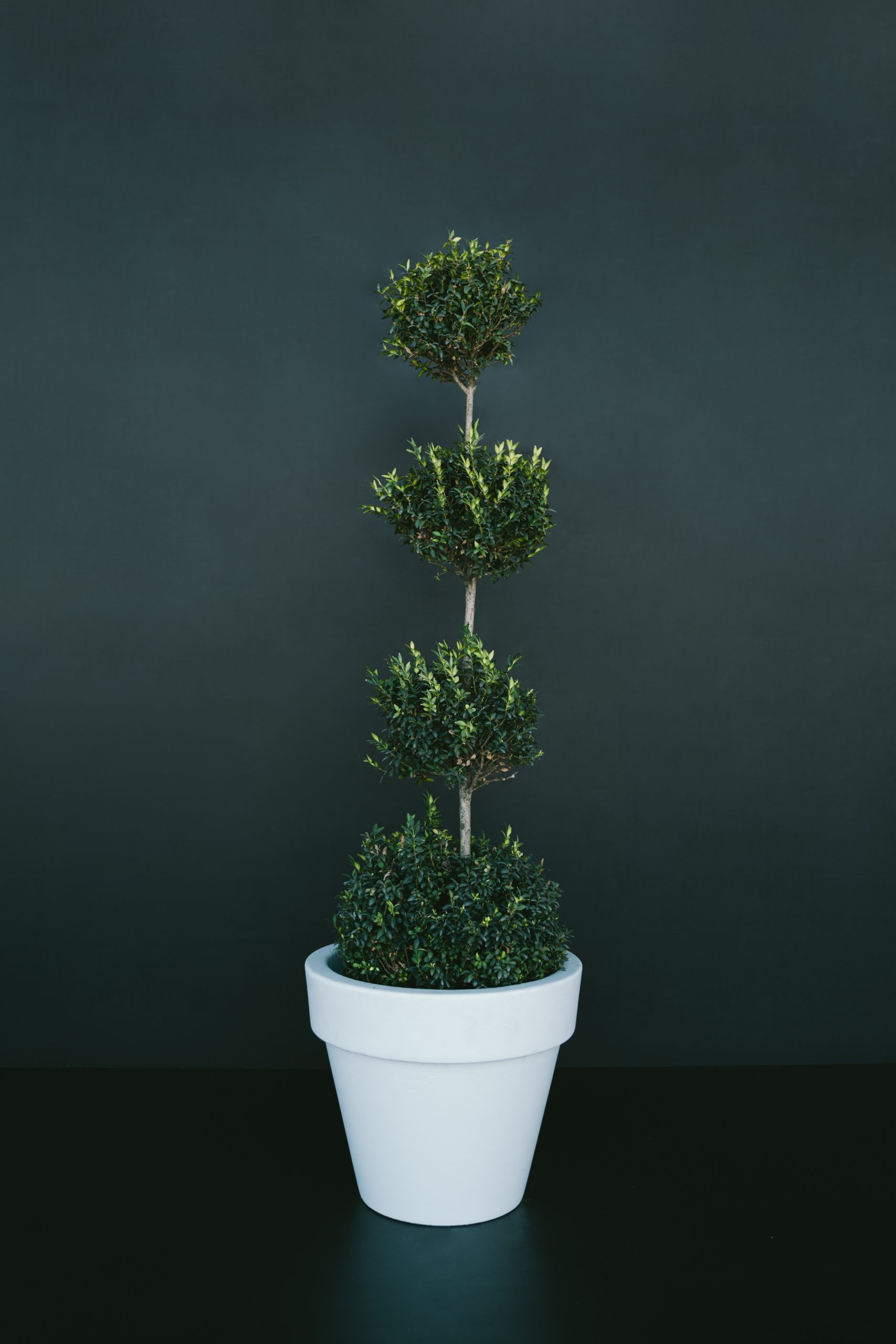Buxus sempervirens 4 bolas L14