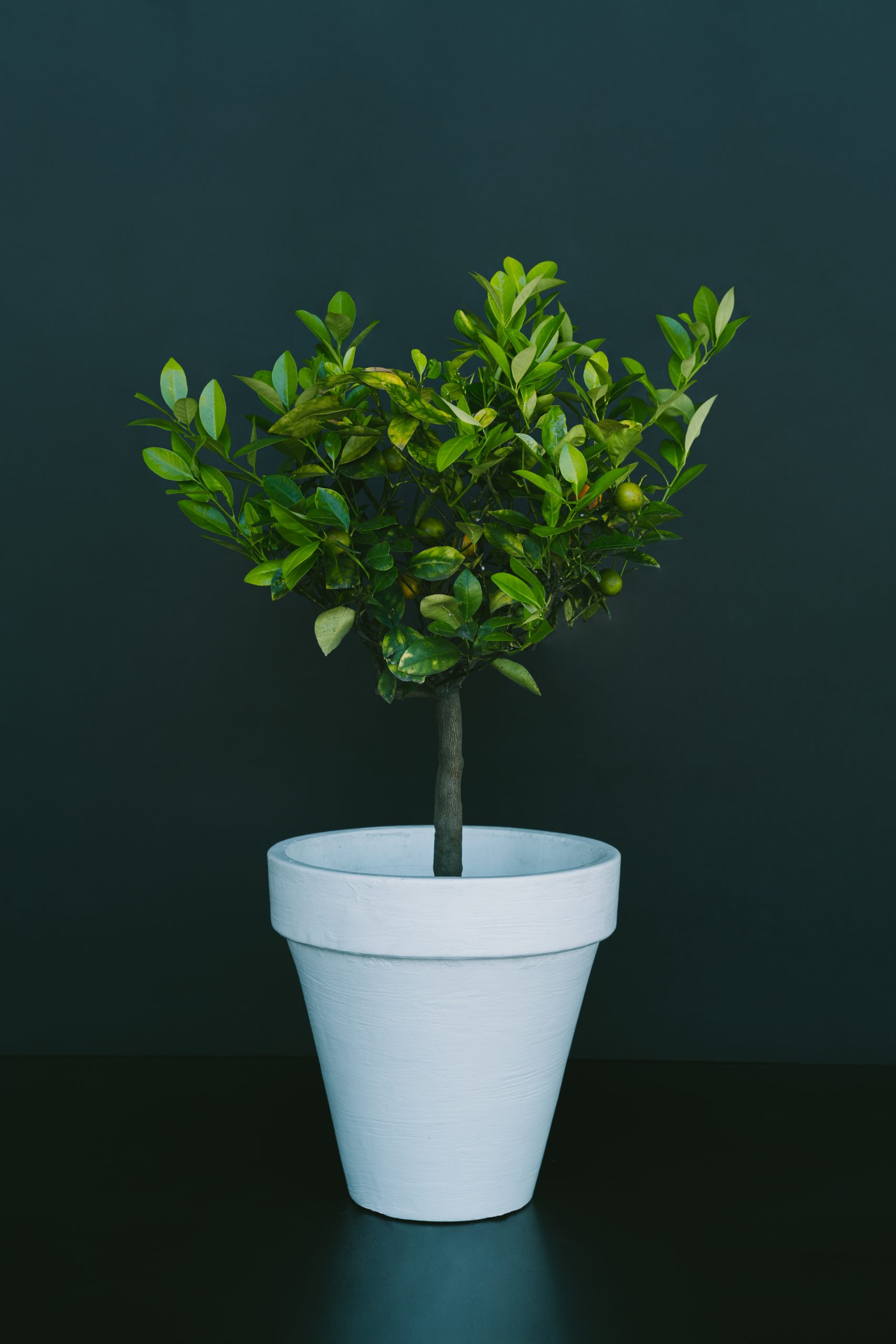 Citrofortunella calamondin L21