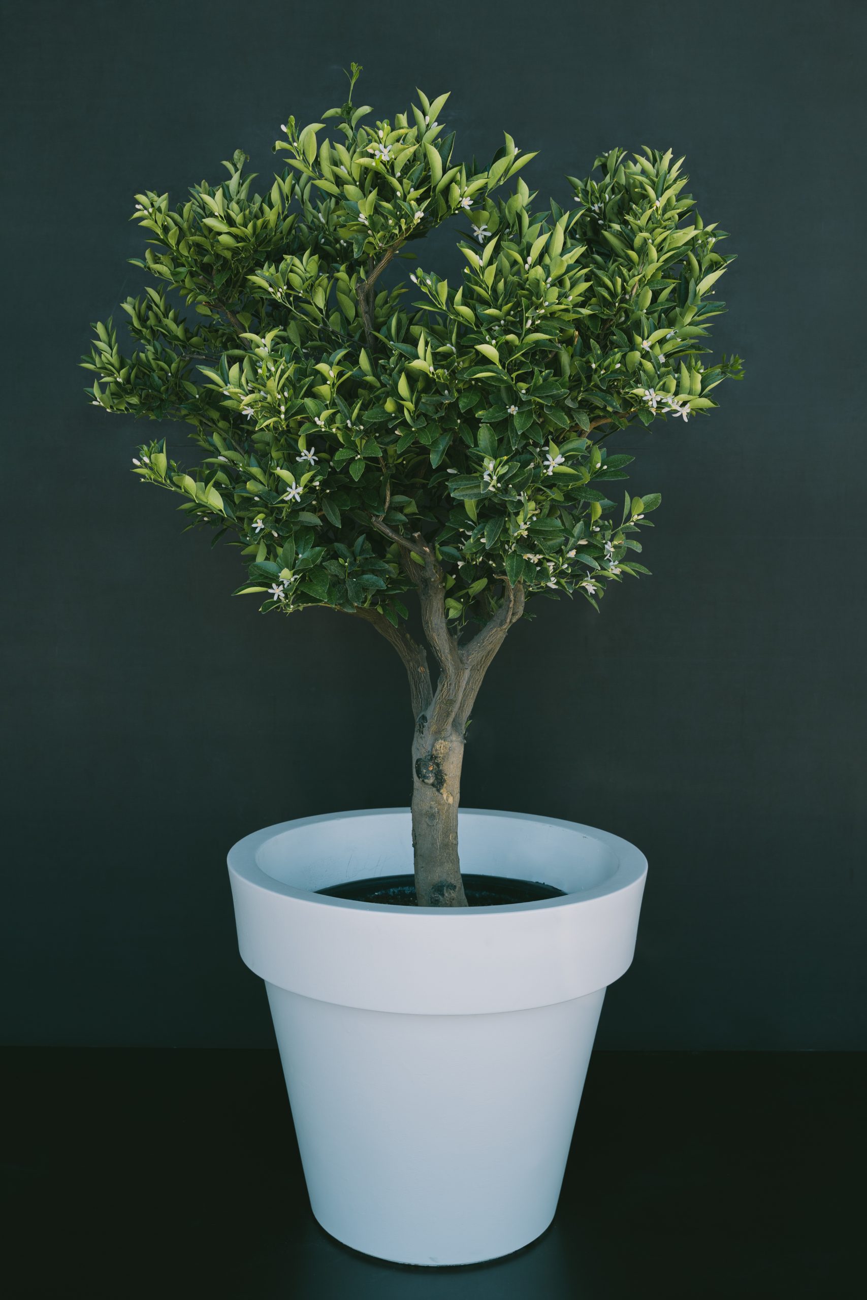 Citrus sinensis medio L31