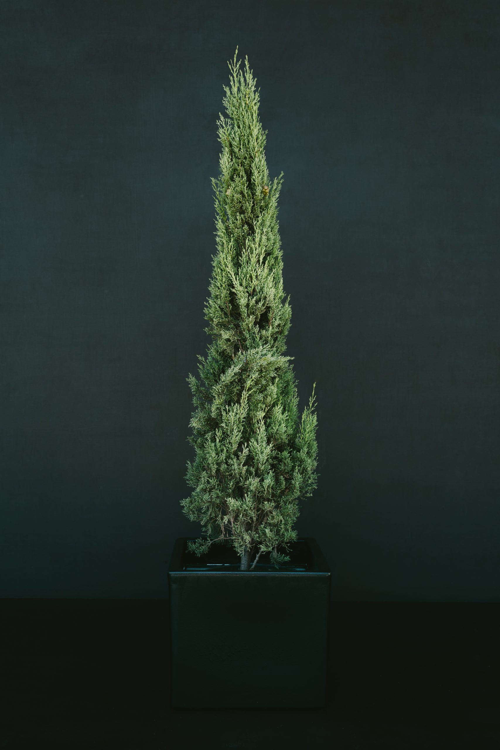 Cupressus sempervirens L37