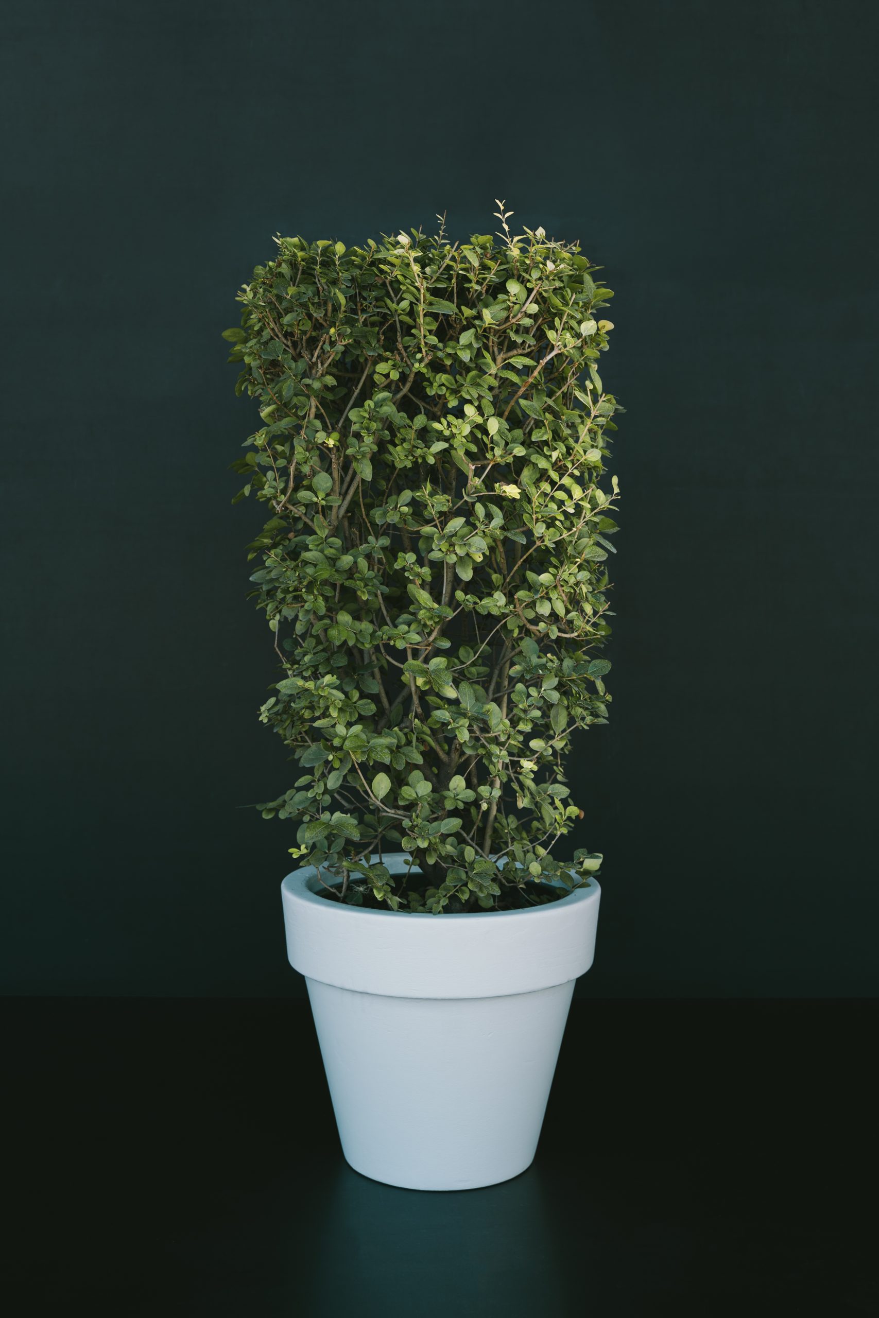 Ligustrum ovalifolium coluna pequena L74