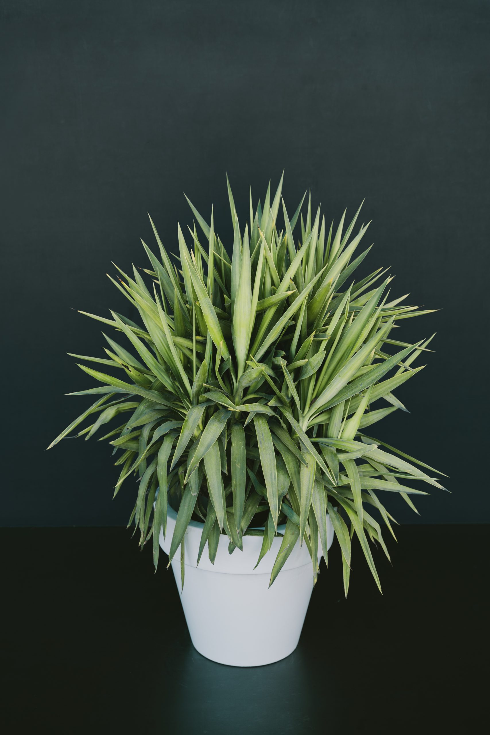 Yucca elephantpes L 124